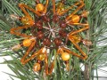 Vánoční ozdoby - Oranžové hvězdy