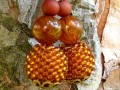 Náušnice - lesní med