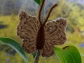 Háčkovaný motýlek - hnědý