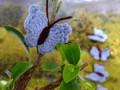 Háčkovaný motýlek - levandulový