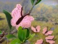 Háčkovaný motýlek - růžový