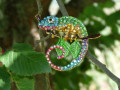Brož - chameleon