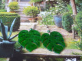 Náušnice - monstera