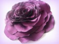 Růže fialovovínová.