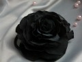 Černá růže.