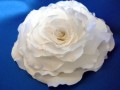 Bílá saténová růže.