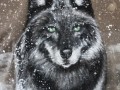 Black wolf, vel. XL