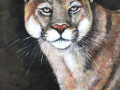 Puma II., vel. XL