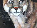 Puma II., vel. XL