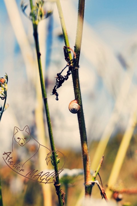 Šneččí ráno fotografie fotka foto obrázek př 