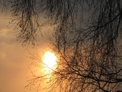 Když se slunce loučí s břízou... foto fotografie nebe slunce stromy obloha břízy 