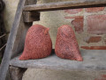 Ptáčkovi (baculatí)