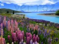 Jezero Tekapo