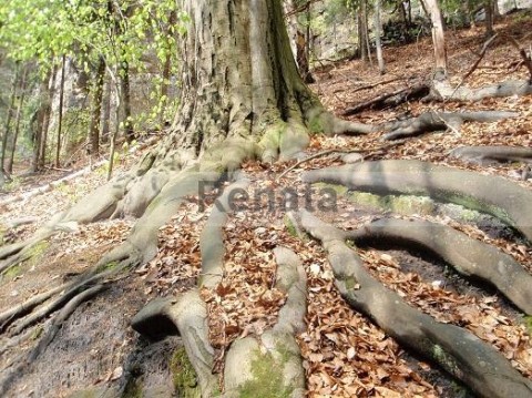Kořeny stromu foto fotografie strom autorské kořeny zeleň flora digitální 