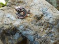 Měděný prsten - Had s korunkou