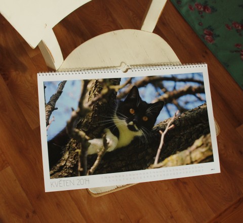 Kočičí fotokalendář do března 2015 fotografie kočky pomoc kalendář koucour 