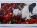 Kočičí fotokalendář do března 2015