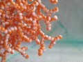 Šité náušnice korály