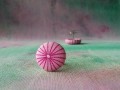 Náušnice butonky Růžovky