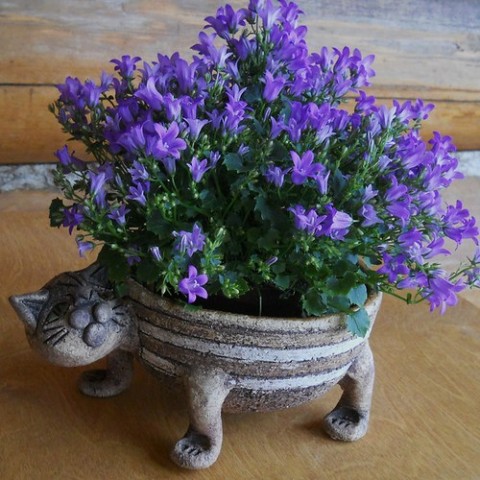 Květináč kočka keramika kočka kocour květináč zahrada miska 