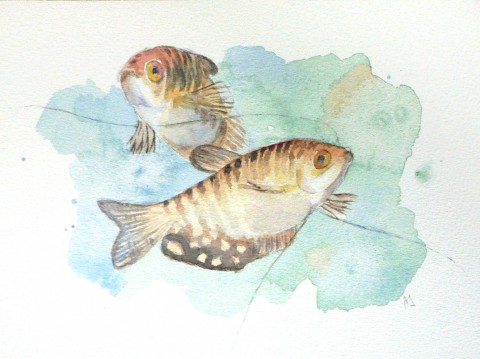 Ryby čichavci - originál, akvarel zvíře originální obraz malba obrázek autorský zlatý originál unakit ryby rybky rybičky akvárium akvarel zlatí čichavec čichavci 