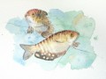 Ryby čichavci - originál, akvarel