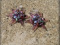 Mořská hvězdice - fialovostříbrná