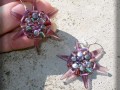 Mořská hvězdice - fialovostříbrná