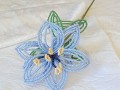 Korálková lilie - sv.modrá