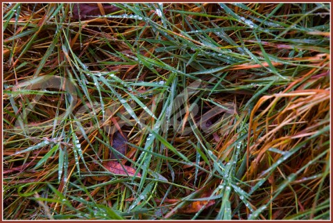 Strakačka tráva barvy louka 